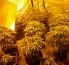 https://www.tp24.it/immagini_articoli/01-10-2016/1475321584-0-coltivava-marijuana-in-casa-arrestato-a-castelvetrano.jpg