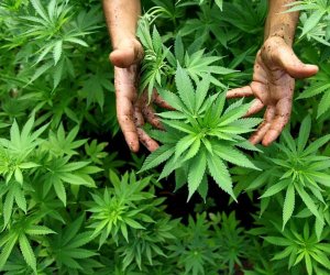 https://www.tp24.it/immagini_articoli/02-07-2015/1435842888-0-vita-scoperta-piantagione-di-marijuana-un-arresto.jpg