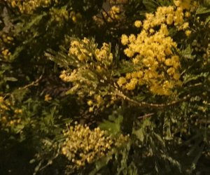 https://www.tp24.it/immagini_articoli/03-01-2023/1672728095-0-troppo-caldo-fioriscono-prima-limoni-e-mimose-in-sicilia-nbsp.jpg