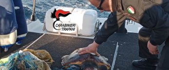 https://www.tp24.it/immagini_articoli/04-02-2023/1675499439-0-i-carabinieri-hannio-salvato-una-tartaruga-al-largo-di-favignana-le-immagini.jpg