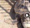 https://www.tp24.it/immagini_articoli/05-05-2019/1557083633-0-alcamo-tartaruga-marina-trovata-morta-abbandonata-sullasfalto-video.jpg