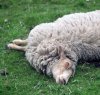 https://www.tp24.it/immagini_articoli/06-03-2014/1394088112-0-i-cani-randagi-sgozzano-a-mazara-150-pecore.jpg