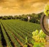 https://www.tp24.it/immagini_articoli/07-07-2014/1404713485-0-sicilia-dall-unione-europea-53-milioni-di-euro-per-i-produttori-di-vino.jpg