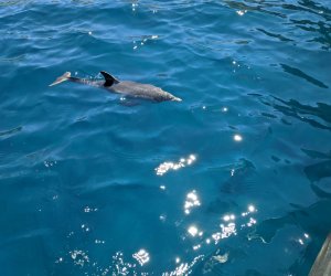 https://www.tp24.it/immagini_articoli/07-08-2021/1628321473-0-san-vito-delfino-disorientato-rischia-di-morire-tra-gli-scogli-salvato.jpg