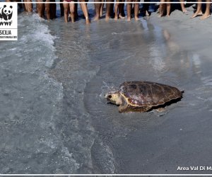https://www.tp24.it/immagini_articoli/09-09-2021/1631193915-0-aveva-ingoiato-tanta-plastica-la-tartaruga-nippiteddra-torna-libera.jpg