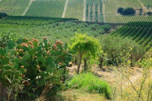 https://www.tp24.it/immagini_articoli/10-07-2014/1404990116-0-la-sicilia-tra-le-5-mete-turistiche-euroee-piu-gettonate-dai-winelovers.jpg