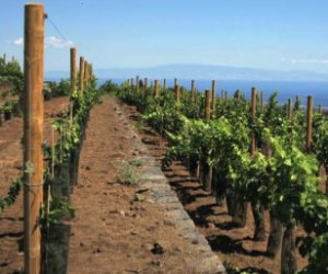 https://www.tp24.it/immagini_articoli/12-10-2021/1634020884-0-vini-doc-sicilia-custodire-biodiversita-viticola-e-agraria-dell-isola.jpg