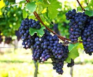 https://www.tp24.it/immagini_articoli/14-10-2021/1634220537-0-vinitaly-crescono-le-vendite-dei-vini-siciliani-nero-d-avola-nella-top-ten.jpg