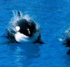 https://www.tp24.it/immagini_articoli/15-03-2016/1458037379-0-il-comune-di-trapani-regala-papere-la-regione-vende-cavalli-una-volta-aveva-due-orche.jpg