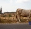 https://www.tp24.it/immagini_articoli/15-11-2018/1542278792-0-morire-strada-statale-travolti-mucca-sicilia-accade-anche-questo.jpg
