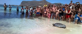 https://www.tp24.it/immagini_articoli/16-05-2017/1494942104-0-favignana-e-tornata-in-mare-la-tartaruga-vito-ecco-la-sua-storia.jpg