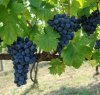 https://www.tp24.it/immagini_articoli/17-02-2014/1392654529-0-petrosino-un-bando-regionale-a-sostegno-della-viticultura-e-dell-enologia.jpg