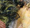 https://www.tp24.it/immagini_articoli/18-03-2016/1458304697-0-favignana-e--morto-ulisse-la-tartaruga-trovata-intrappolata-nella-plastica.jpg