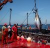 https://www.tp24.it/immagini_articoli/18-04-2023/1681799252-0-a-rischio-la-pesca-del-tonno-rosso-in-sicilia.jpg