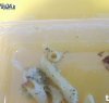 https://www.tp24.it/immagini_articoli/19-02-2018/1519074823-0-trovato-pezzo-scarafaggio-pranzo-allospedale-marsala.jpg