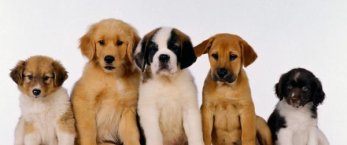 https://www.tp24.it/immagini_articoli/20-03-2014/1395309752-0-appello-a-mazara-per-l-adozione-dei-cani.jpg