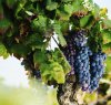 https://www.tp24.it/immagini_articoli/22-02-2024/1708628968-0-nbsp-nbsp-piano-vitivinicolo-regionale-decise-nbsp-le-misure-per-la-filiera-del-vino-nbsp.jpg