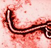 https://www.tp24.it/immagini_articoli/22-10-2014/1413962045-0-ebola-tra-falsi-allarmi-e-rischi-parla-pasquale-narciso-esperto-di-malattie-infettive.jpg