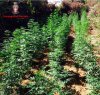 https://www.tp24.it/immagini_articoli/24-07-2015/1437743624-0-marsala-coltivavano-marijuana-a-dammusello-due-arresti.jpg