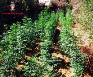 https://www.tp24.it/immagini_articoli/24-07-2015/1437743624-0-marsala-coltivavano-marijuana-a-dammusello-due-arresti.jpg