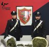 https://www.tp24.it/immagini_articoli/25-02-2016/1456413188-0-marsala-nascondeva-in-casa-oltre-4-chili-di-marijuana-arrestato-dai-carabinieri.jpg