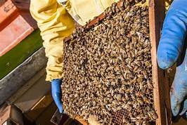 https://www.tp24.it/immagini_articoli/25-02-2020/1582587641-0-apicoltura-crisi-sicilia-2019-registrata-perdita-quasi-7milioni-euro.jpg