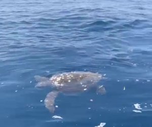 https://www.tp24.it/immagini_articoli/25-07-2021/1627204850-0-una-meravigliosa-tartaruga-nuova-nel-mare-delle-egadi.jpg