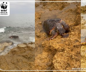 https://www.tp24.it/immagini_articoli/25-10-2021/1635191139-0-mazara-tartaruga-caretta-caretta-trovata-morta-sulla-scogliera-di-quarara-nbsp.jpg