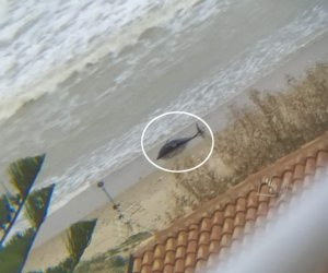 https://www.tp24.it/immagini_articoli/27-03-2020/1585290456-0-alcamo-cucciolo-delfino-muore-spiaggia-nessuno-soccorso.jpg