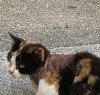 https://www.tp24.it/immagini_articoli/28-10-2019/1572279993-0-gatto-ferito-gatti-trapani.jpg
