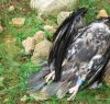 https://www.tp24.it/immagini_articoli/30-12-2022/1672398987-0-natale-di-morte-per-gli-uccelli-rapaci-stazionanti-nella-sciara-di-san-nicola-di-mazara.jpg