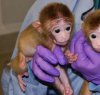 https://www.tp24.it/immagini_articoli/31-01-2012/1379509511-1-le-scimmie-chimeriche-e-gli-umani-ibridi.jpg